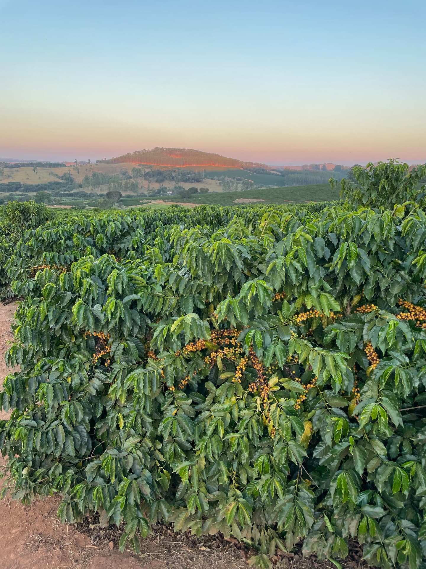 Caféiers chargés de cerises jaunes au coucher du soleil, devant les collines du Campo das Vertentes