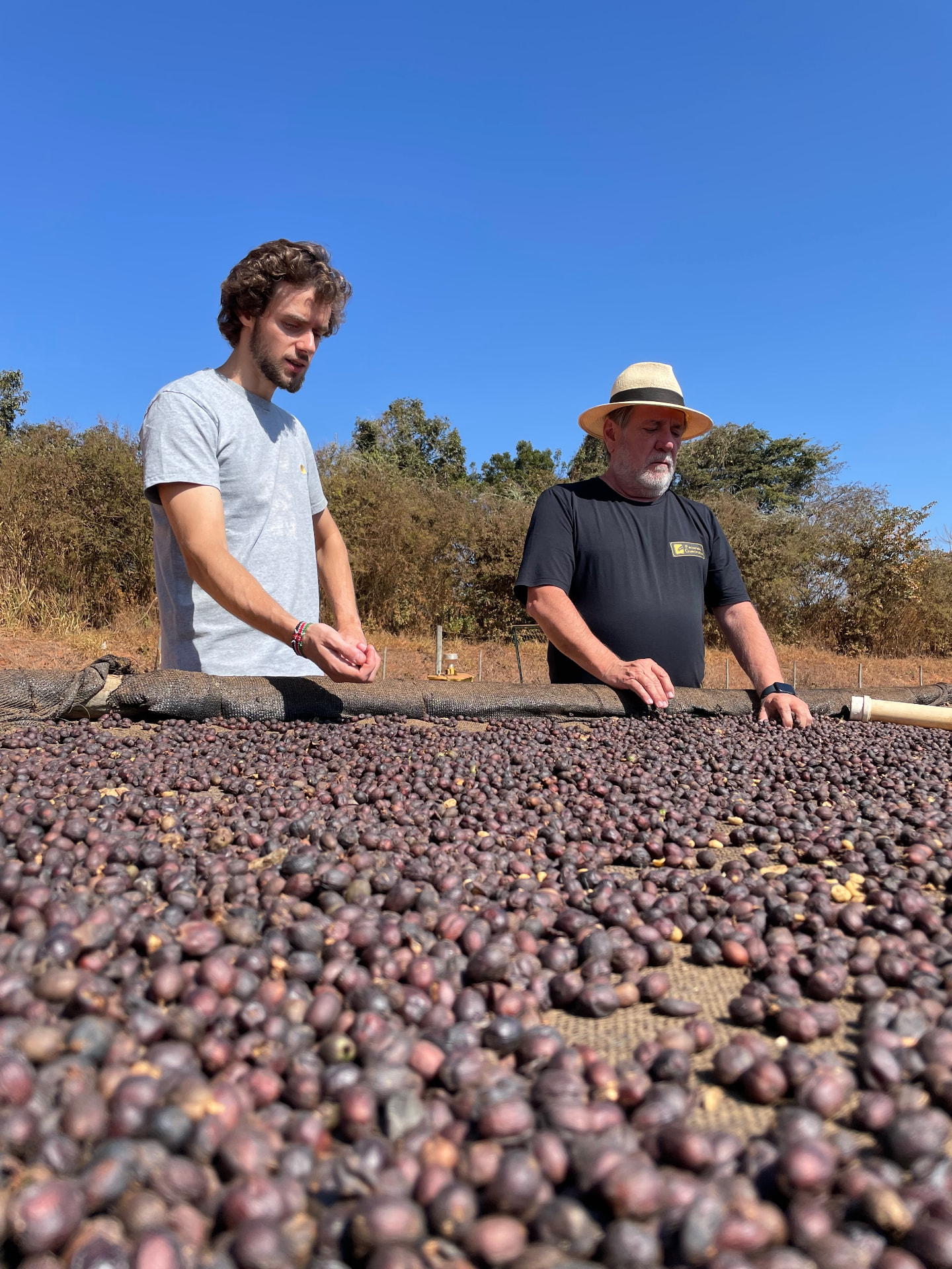 Cerises de café en séchage naturel sur lits africains surélevés, sous le regard de l'équipe